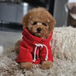 Radiana-female-toy-poodle-puppy-for-sale-1 (3)