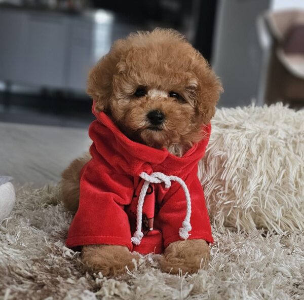 Radiana Toy Poodle Radiana Toy Poodle