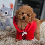 Radiana-female-toy-poodle-puppy-for-sale-1 (4)
