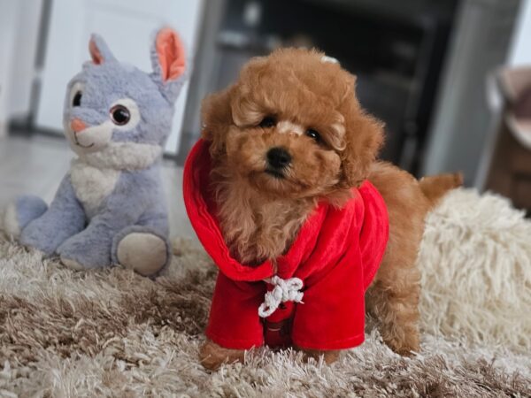 Radiana Toy Poodle Radiana Toy Poodle