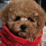 Radiana-female-toy-poodle-puppy-for-sale-1 (5)