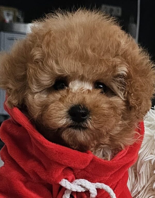 Radiana Toy Poodle Radiana Toy Poodle