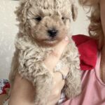 Raj-male-maltipoo-puppy-for-sale-1