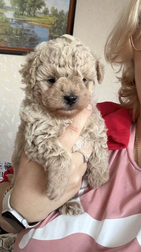 Raj Maltipoo Raj Maltipoo