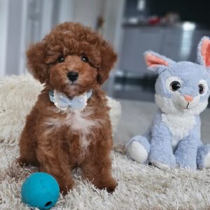 Ratmir Toy Poodle Ratmir Toy Poodle