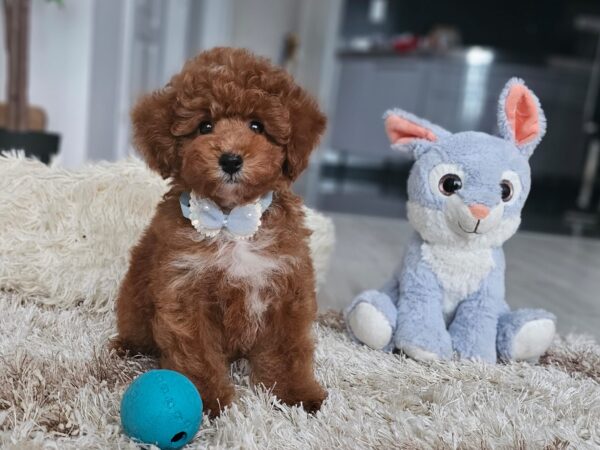 Ratmir Toy Poodle Ratmir Toy Poodle