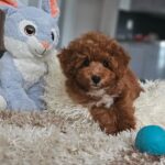 Ratmir-male-toy-poodle-puppy-for-sale-1 (2)