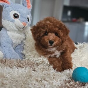 Ratmir Toy Poodle Ratmir Toy Poodle