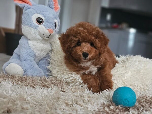 Ratmir Toy Poodle Ratmir Toy Poodle