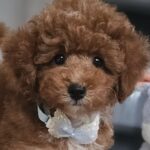Ratmir-male-toy-poodle-puppy-for-sale-1 (3)