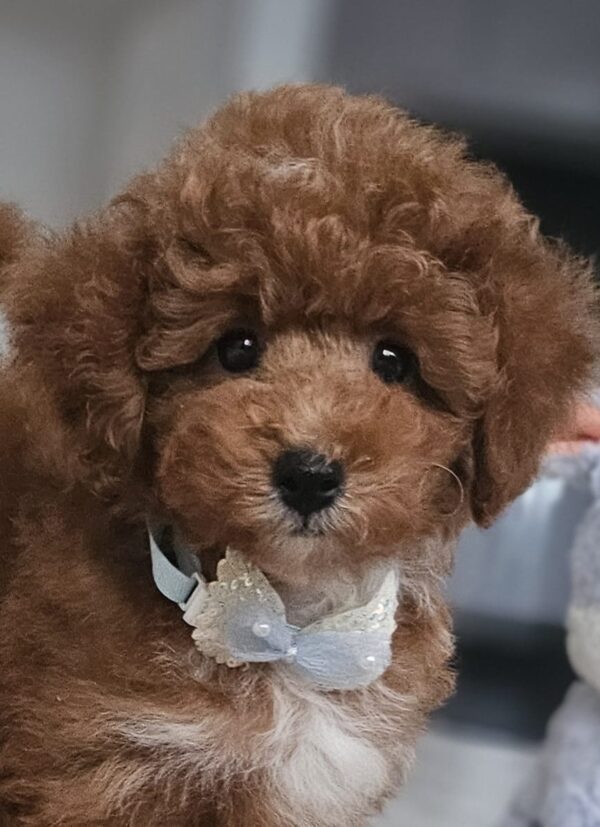 Ratmir Toy Poodle Ratmir Toy Poodle