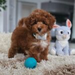 Ratmir-male-toy-poodle-puppy-for-sale-1 (4)