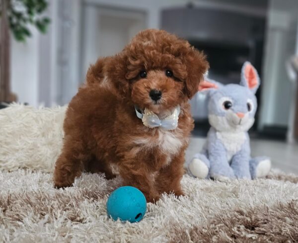 Ratmir Toy Poodle Ratmir Toy Poodle