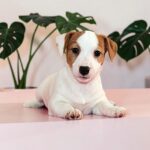 Ravenna-female-JRT-puppy-for-sale-1