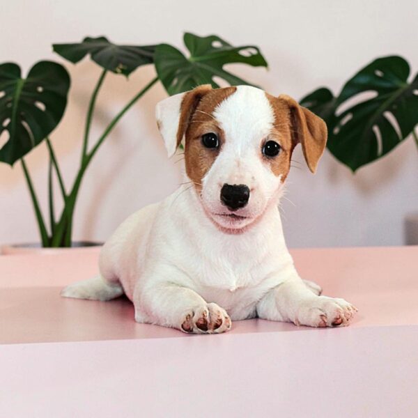 Ravenna Jack Russell Terrier Ravenna Jack Russell Terrier