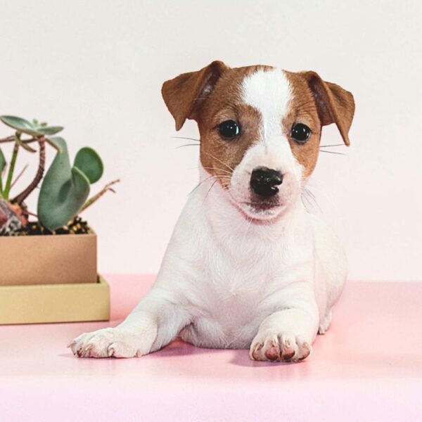 Reinna Jack Russell Terrier Reinna Jack Russell Terrier