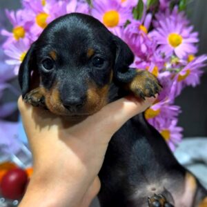 Remington Miniature Dachshund Remington Miniature Dachshund