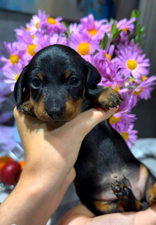 Remington Miniature Dachshund Remington Miniature Dachshund