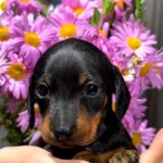 Remington-male-dachshund-puppy-for-sale- (2)