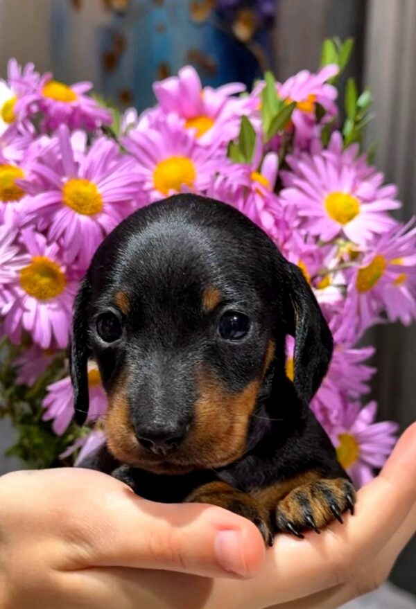 Remington Miniature Dachshund Remington Miniature Dachshund