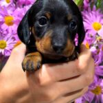 Remington-male-dachshund-puppy-for-sale- (3)
