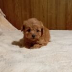 Rena-female-maltipoo-puppy-for-sale-1 (1)