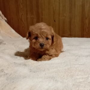Rena Maltipoo Rena Maltipoo
