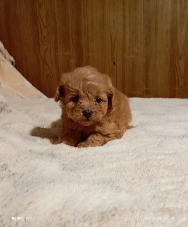 Rena Maltipoo Rena Maltipoo
