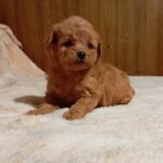 Rena-female-maltipoo-puppy-for-sale-1 (2)