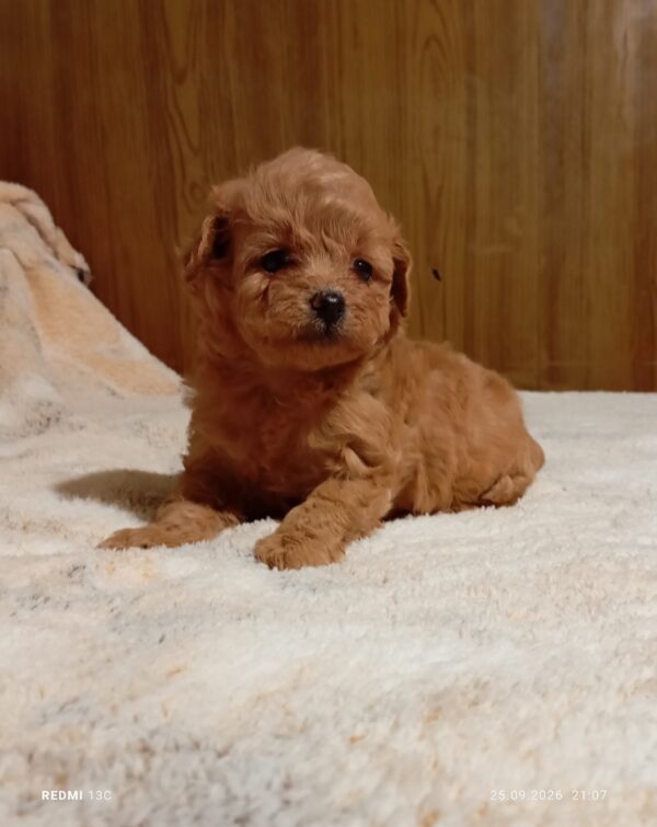 Rena Maltipoo Rena Maltipoo