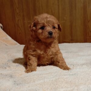 Rena Maltipoo Rena Maltipoo