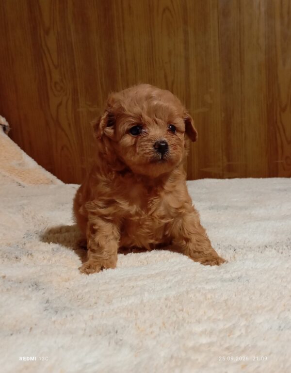 Rena Maltipoo Rena Maltipoo