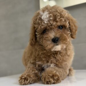 Ricky Maltipoo Ricky Maltipoo