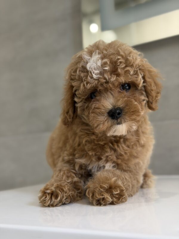 Ricky Maltipoo Ricky Maltipoo