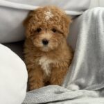 Robbi-male-maltipoo-puppy-for-sale-1 (1)