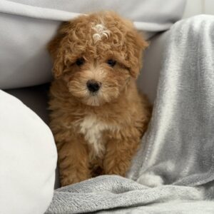 Robbi Maltipoo Robbi Maltipoo