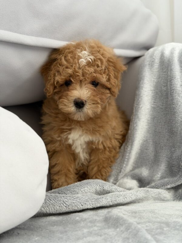 Robbi Maltipoo Robbi Maltipoo