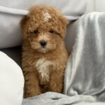 Robbi-male-maltipoo-puppy-for-sale-1 (3)