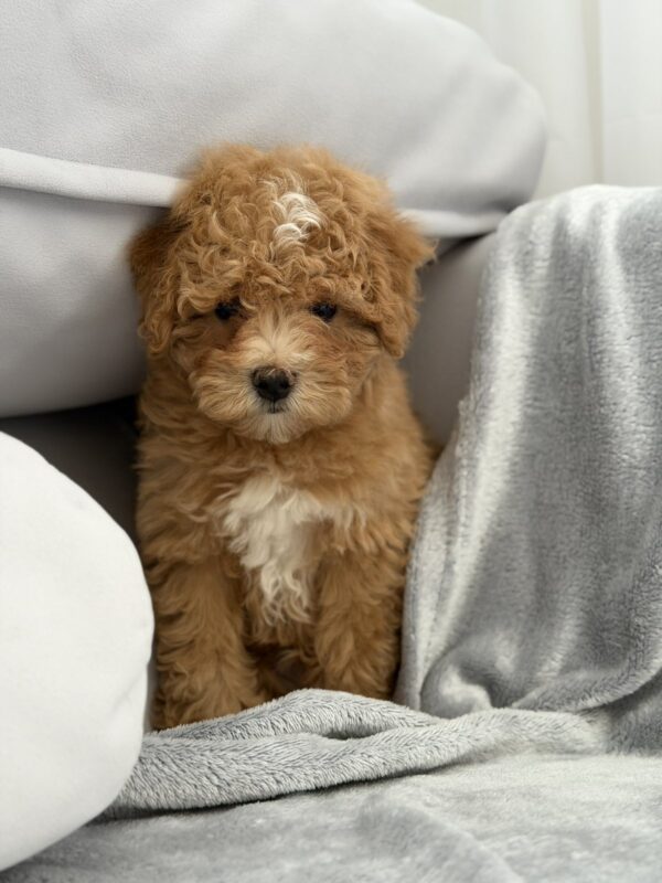 Robbi Maltipoo Robbi Maltipoo