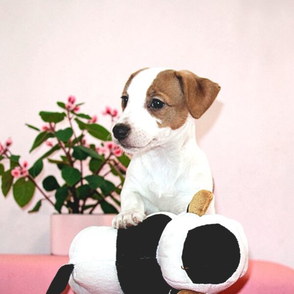 Romy Jack Russell Terrier Romy Jack Russell Terrier