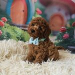 Safar-male-miniature-poodle-puppy-for-sale-1 (1)