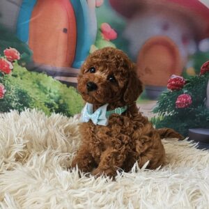 Safar Miniature Poodle Safar Miniature Poodle