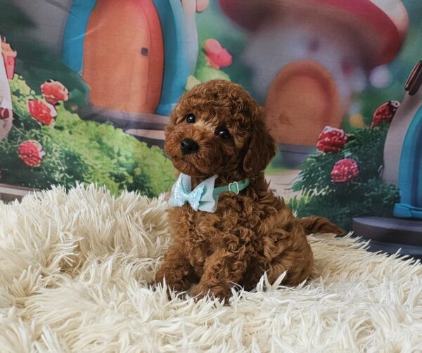 Safar Miniature Poodle Safar Miniature Poodle