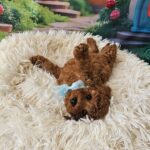 Safar-male-miniature-poodle-puppy-for-sale-1 (2)