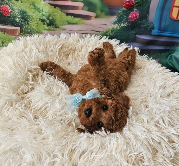 Safar Miniature Poodle Safar Miniature Poodle