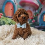 Safar-male-miniature-poodle-puppy-for-sale-1 (3)