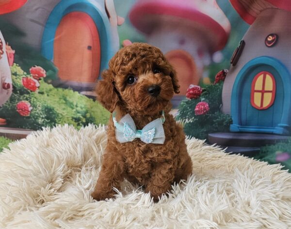 Safar Miniature Poodle Safar Miniature Poodle