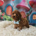 Safar-male-miniature-poodle-puppy-for-sale-1 (4)