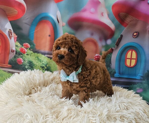 Safar Miniature Poodle Safar Miniature Poodle