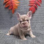 Saint-male-French-bulldog-puppy-for-sale- (1)